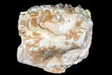Oreodont (Merycoidodon) Jaw Section - South Dakota #128133-1